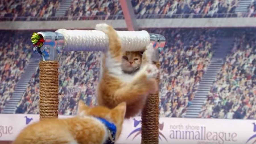 Olympic Katzen