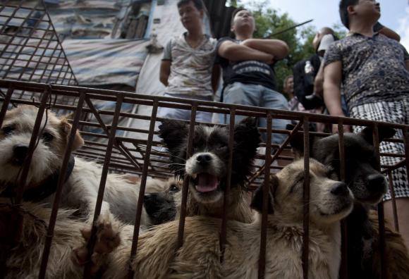 Hundefleisch, China, Yulin