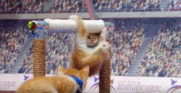 Olympic Katzen